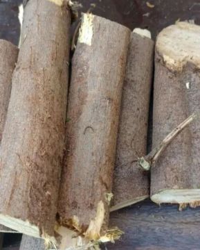 Lenha de Eucalipto para Churrasco