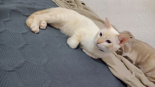 Gatinho lindo disponível para adoção