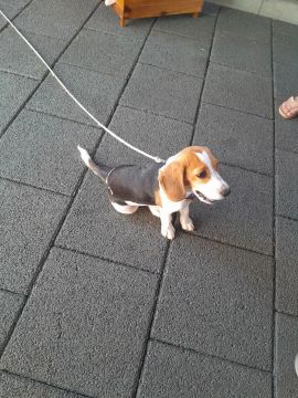 Filhote Beagle - Adorável e Brincalhão
