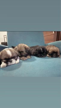 Lindos filhotes Shih Tzu à venda!