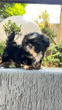 Shihtzu  mini Macho 