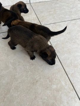 Filhotes de Pastor Belga Malinois 