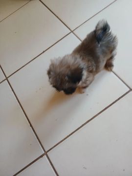 Shih Tzu macho lindos
