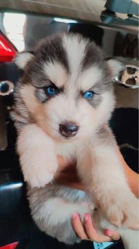 Husky Siberiano Filhote *** Olhos Azul 