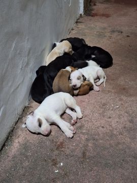 Doa-se filhotes de cachorro