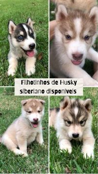 Husky siberiano 