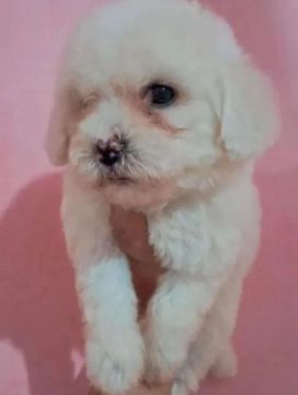 Poodles machos
