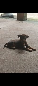 Filhote de cachorro Pinscher marrom 