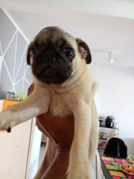 Filhote Pug