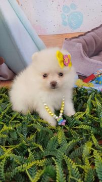  Spitz Alemão Fêmea anã  valor 3300,00