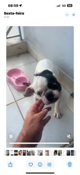 Filhote de Bulldog Francês