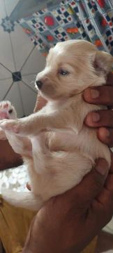 Filhote de cachorro branco
