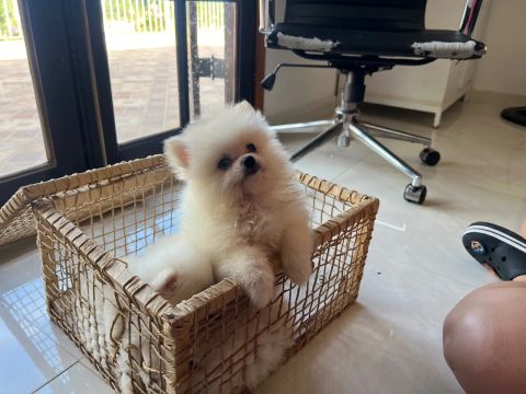 Filhotes a pronta entrega :::? Lulu da pomerânia