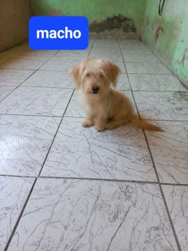 Poodle com yorkshire filhotes porte pequeno LEIA O ANÚNCIO 