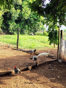 Terno de Pavõe a venda ,macho branco e fememas alerquina 