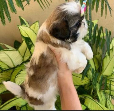 Filhote Shih Tzu - Mini FÊMEA