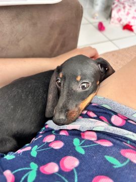 Filhote daschshund fêmea 