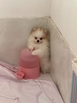 Lindo machinho de Spitz alemão 