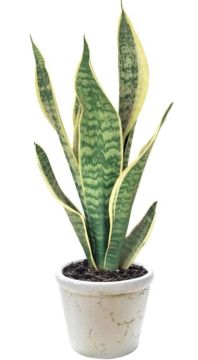 Planta em vaso
