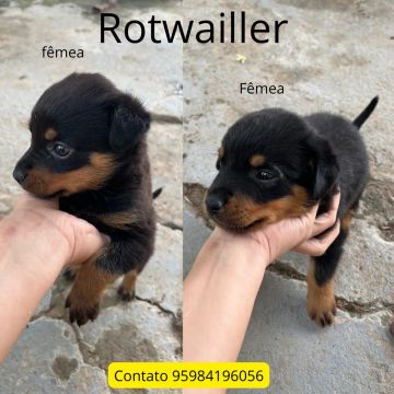 Rotwailler 