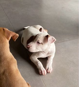 Pitbull filhote