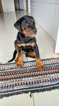 Filhote Rottweiler Macho