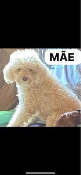 2 Filhotes de Poodle Machos