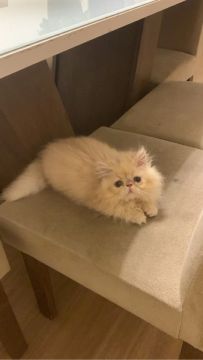 Gatinho bebê persa 