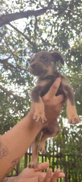 Filhote de cachorro disponível para adoção