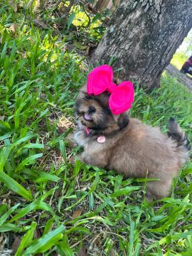 Lindas fêmeas de Shih Tzu Filhote(leia)