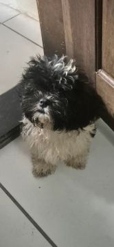 Cachorro Shih Tzu disponível
