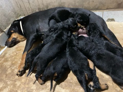 Filhotes de Rottweiller Vacinados e Vermifugados 