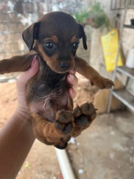 Filhotes de Pinscher n 1