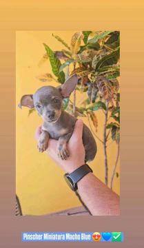 Macho De Pinscher Miniatura Zero Blue cor Exótica e rara Promoção 