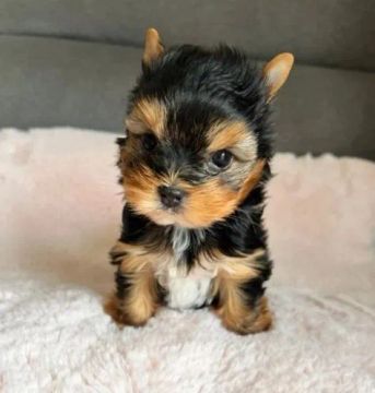 Yorkshire Miniatura Macho Filhote Pequeno e Muito Fofo