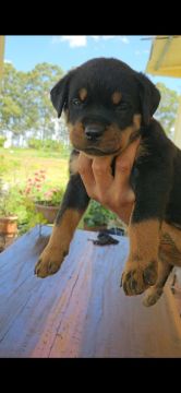 Filhotes de rottweiler 