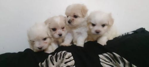 Lindos filhotes maltes 