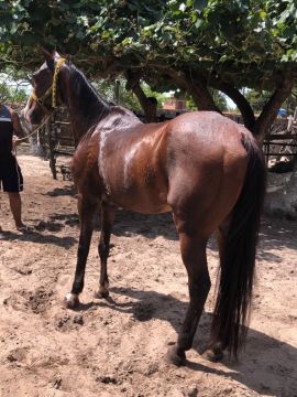 Cavalo de esquerda