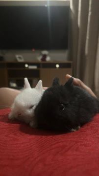 Coelho anao netherland dwarf