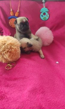 Filhotes de Pug Lindos e Carinhosos para sua família 