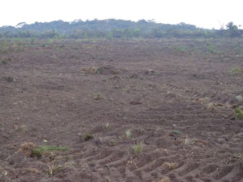 Fazenda arrendamento 2.600hect planta, em nova canaã do norte MT R$:10 sacas p/hect