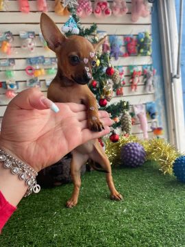 Fêmea miniatura de Pinscher maravilhosa!!$2.300,00