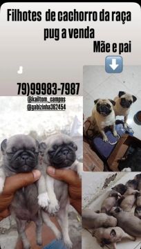 Pug macho 3 meses contato *87