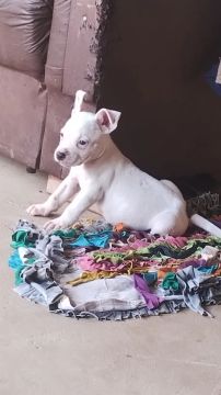 Filhote de Pitbull branco