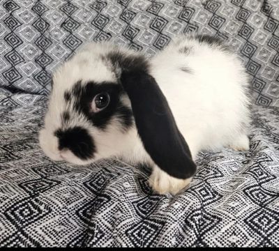 Coelhos Mini Lop 