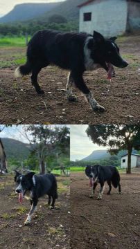 Filhote de Border collie ( selecionados e com pedigree ) 