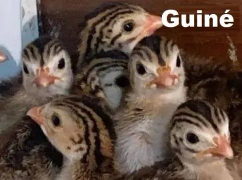 Pintos de Guiné - Lindos e Saudáveis