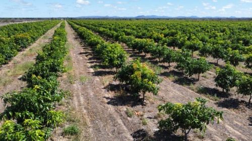 Fazenda de manga produtiva a venda em Juazeiro