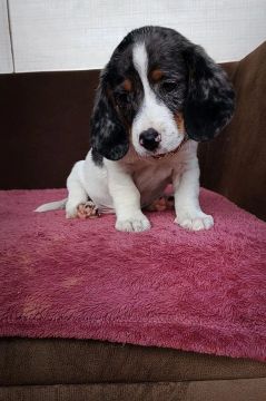 Machos Bassê, Cofap , Dachshund 