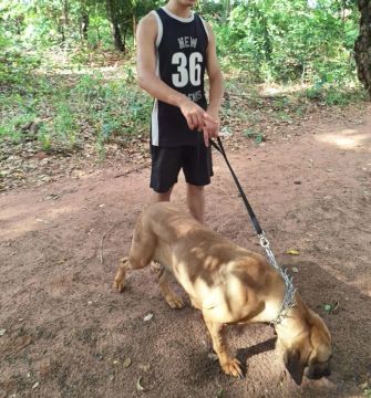 Fila Brasileiro CAFIB fêmea, busca macho para cobertura 